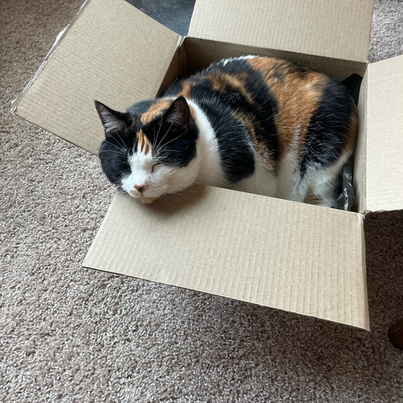 SMOKE FREE, PET FRIENDLY💞🤗😻Plz Read♥️ - Picture 10 of 10